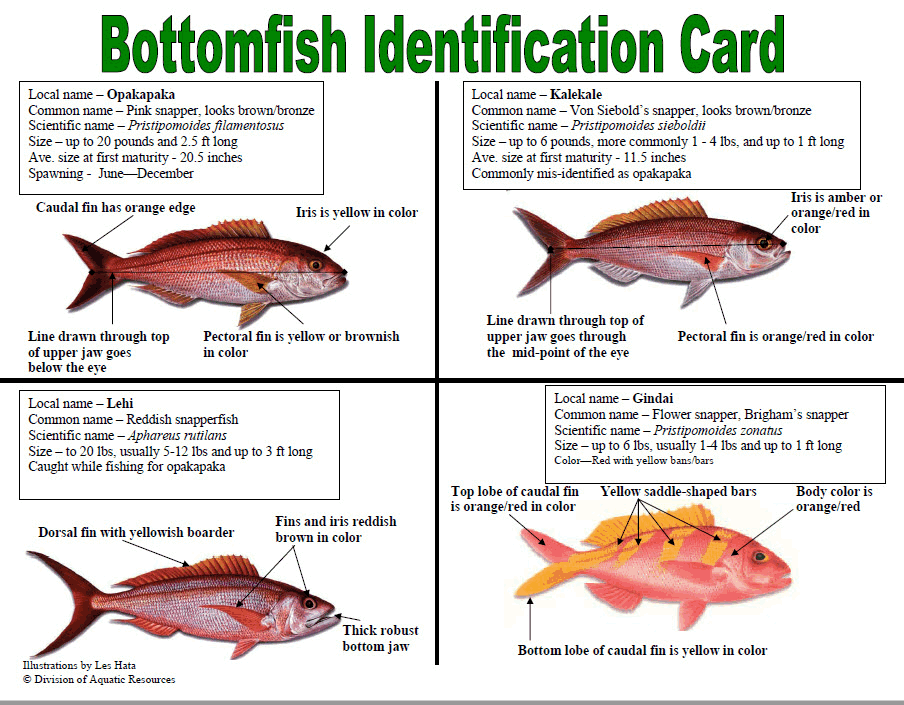 Bottom Fish Guide - Hawaii Bottom Fishing Charter Boat